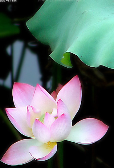 ؼ:Lotus